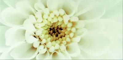 Плитка Opoczno DIAGO INSERTO FLOWER B, Фото