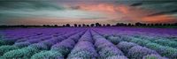 Декор Ceramika Konskie Milano Lavender field glass inserto 25x75
