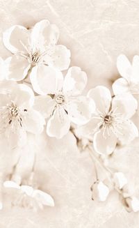 Декор Cersanit SOFI INSERTO FLOWER 25X40