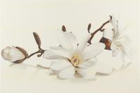Декор Cersanit FLORA INSERTO MAGNOLIA 30X45