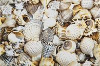 Декор Opoczno Nizza Shells Inserto A