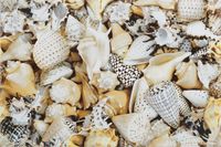 Декор Opoczno Nizza Shells Inserto B