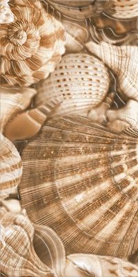 Декор Golden Tile Sea Breeze Shells Е11431