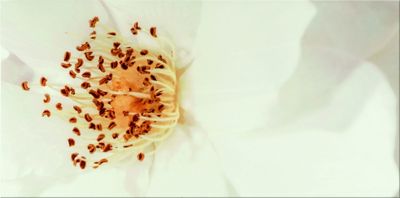 Плитка Opoczno DIAGO INSERTO FLOWER A