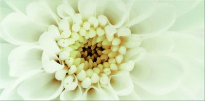 Плитка Opoczno DIAGO INSERTO FLOWER B