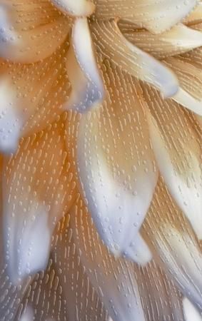 Плитка Golden Tile Fiori И9Б341