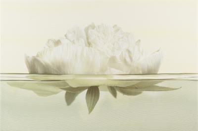 Декор Cersanit FLORA INSERTO PEONY 30X45