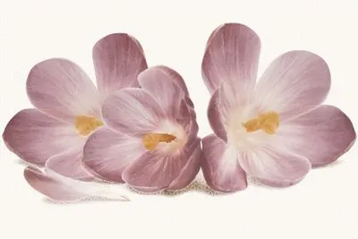 Декор Cersanit Casablanca квіти, Фото