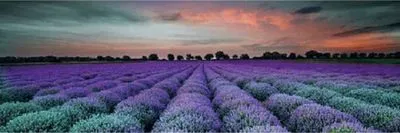 Декор Ceramika Konskie Milano Lavender field glass inserto 25x75, Фото