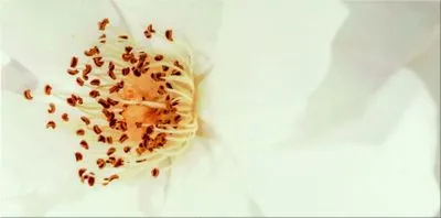 Плитка Opoczno DIAGO INSERTO FLOWER A, Фото