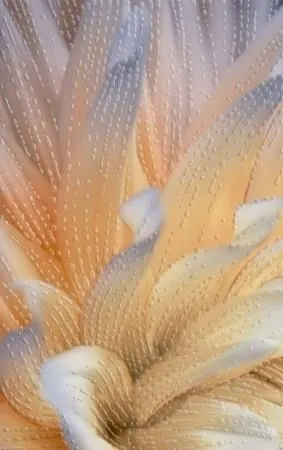 Плитка Golden Tile Fiori И9Б321, Фото