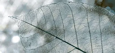 Декор Intercerama Magia (Д61071), Фото