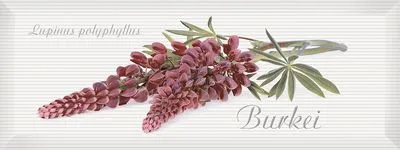 Декор Intercerama Pergamo 4 (Д123061-4), Фото