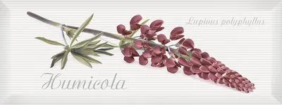 Декор Intercerama PERGAMO 5 (Д123061-5), Фото