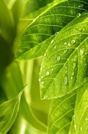 Декор Golden Tile Relax 494311, Фото